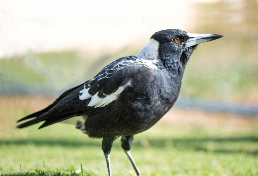 Profile of magpie on grass - Australian Stock Image