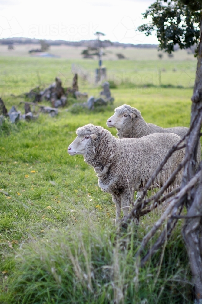 Profile of two sheep standing in a paddock - Australian Stock Image