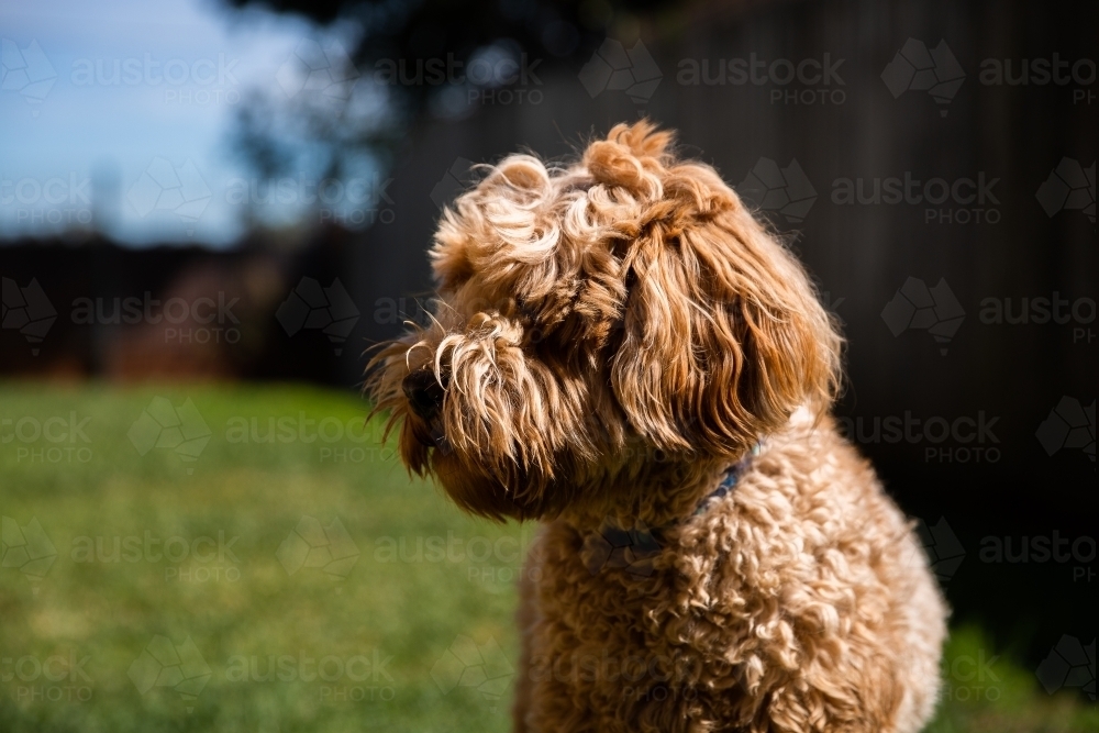 profile portrait of a labradoodle - Australian Stock Image