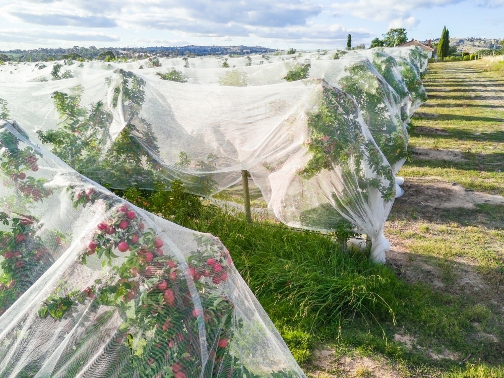 Protective bird netting covering apple trees in an orchard - Australian Stock Image