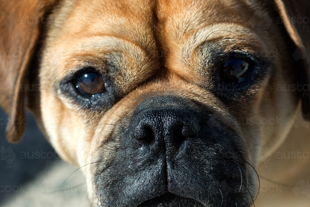 Pug dog face close up - Australian Stock Image