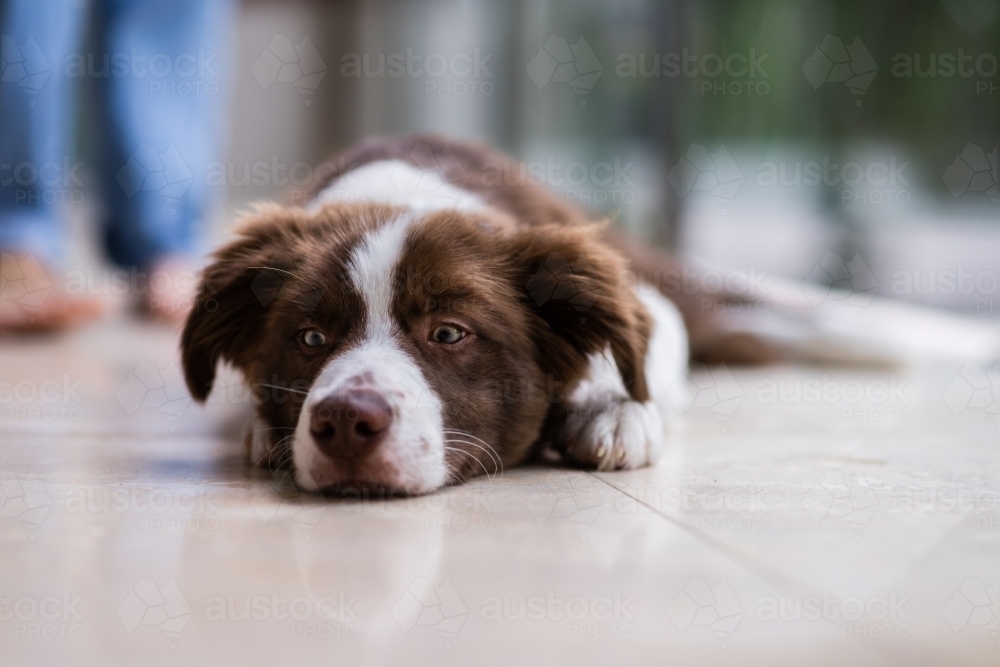 puppy lying down - Australian Stock Image