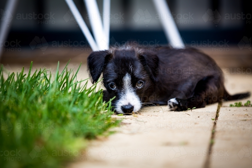 Puppy lying on a path - Australian Stock Image