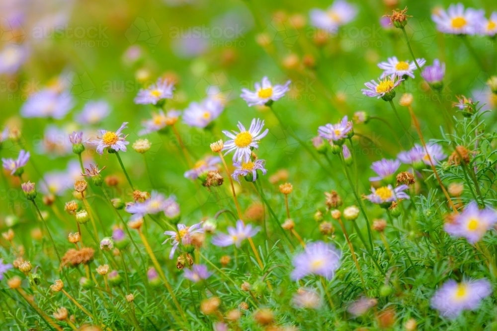 Purple Brachyscome multifida native daisy flowers in garden. - Australian Stock Image