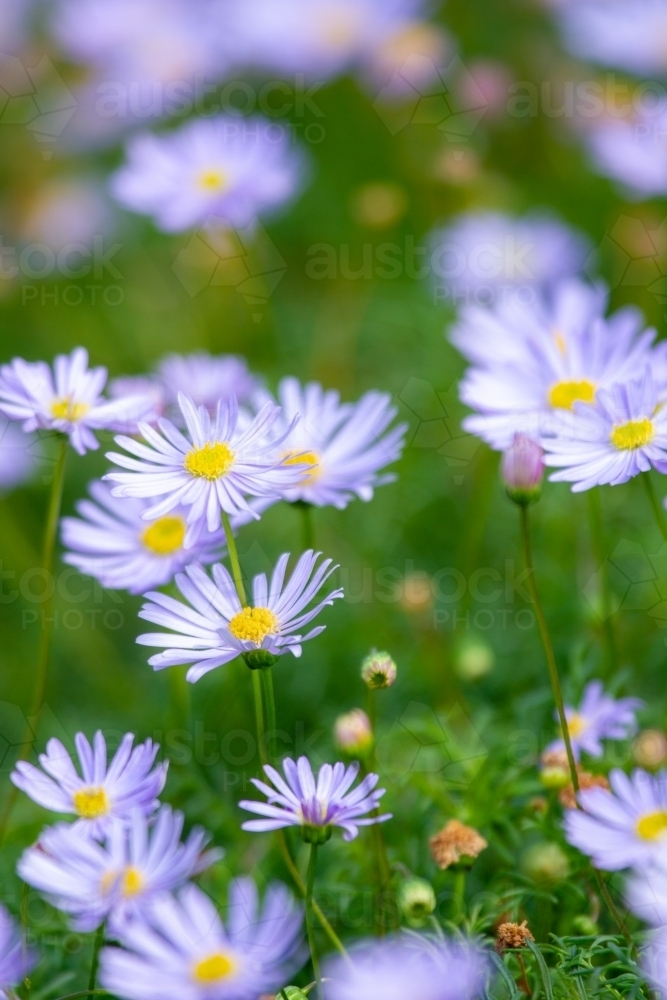 Purple Brachyscome multifida native daisy flowers in garden. - Australian Stock Image