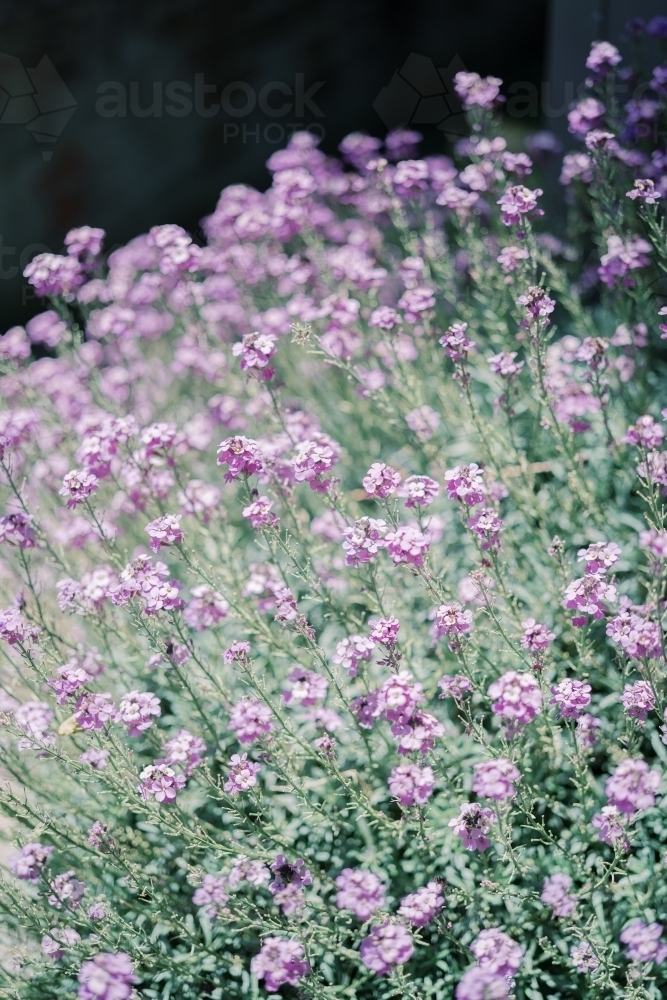 Purple bush flowers - Australian Stock Image
