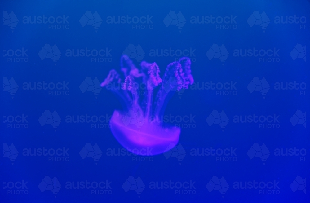 Purple common jellyfish Aurelia Aurita floating in dark blue water - Australian Stock Image