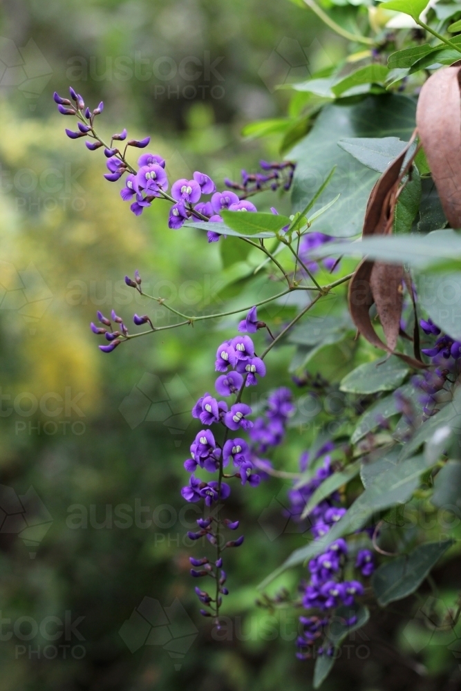 Purple coral pea in flower - Australian Stock Image