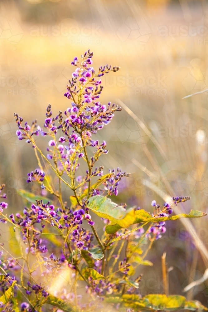 Purple coral-pea native lilac wildflower growing in the bush - Australian Stock Image