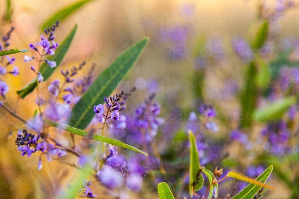 Purple coral-pea native lilac wildflower growing in the bush - Australian Stock Image