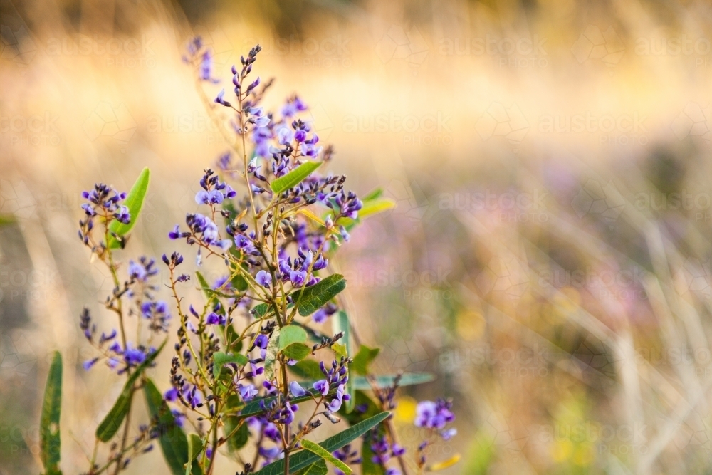 Purple coral-pea native lilac wildflower growing in the bush - Australian Stock Image