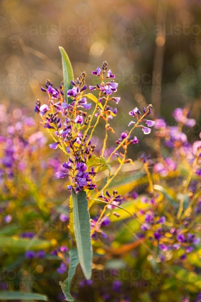 Purple coral-pea native lilac wildflower growing in the bush - Australian Stock Image