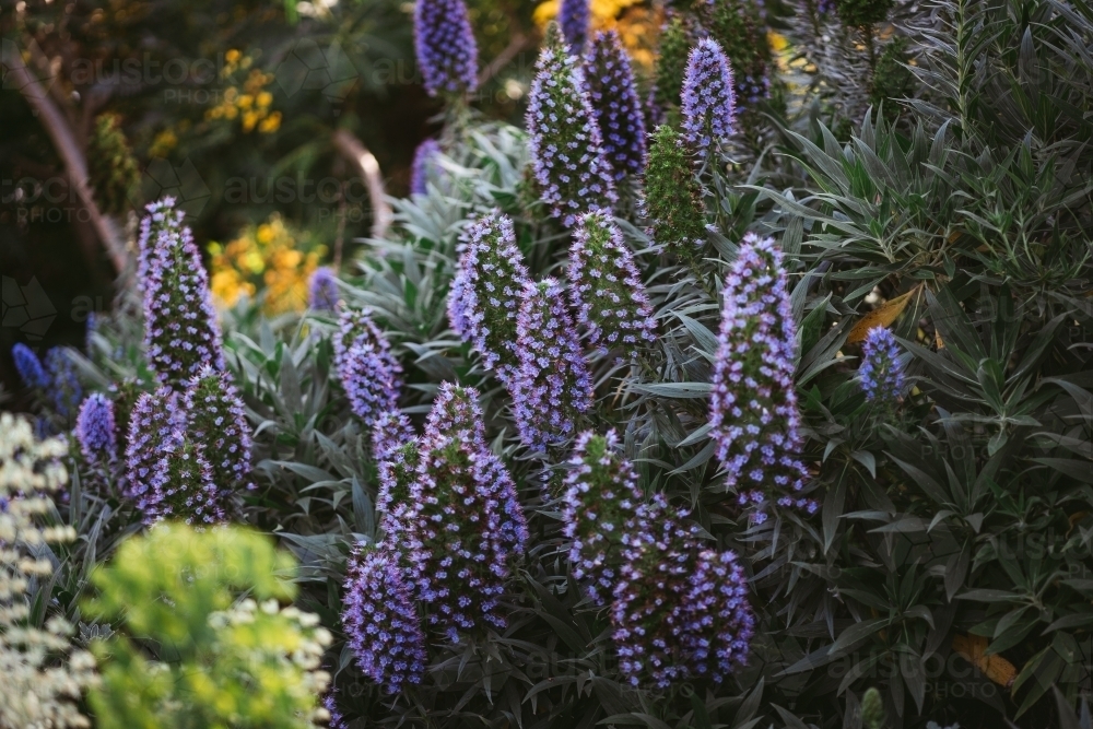 Purple Echium candicans flowers - Australian Stock Image