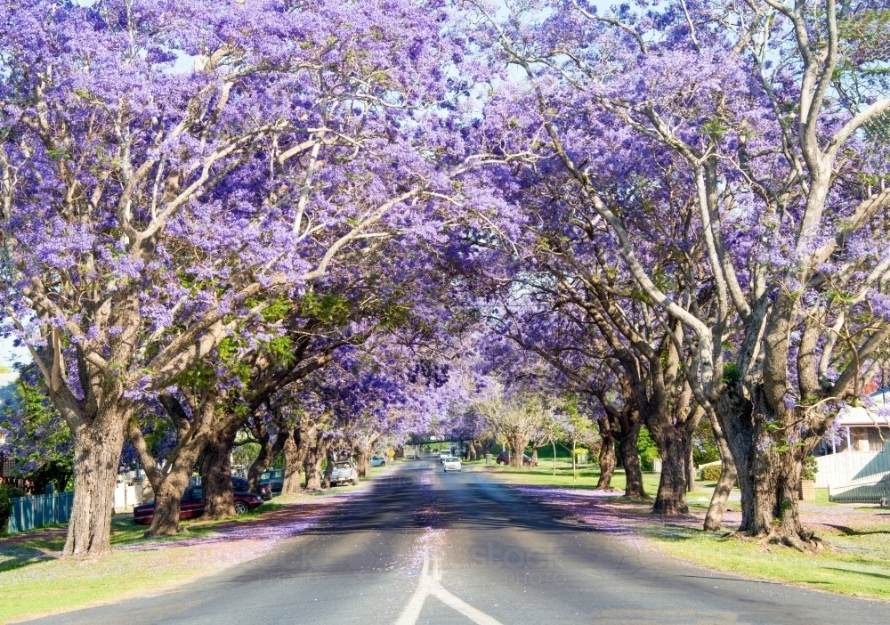 Purple flowering jacaranda trees along a town street - Australian Stock Image