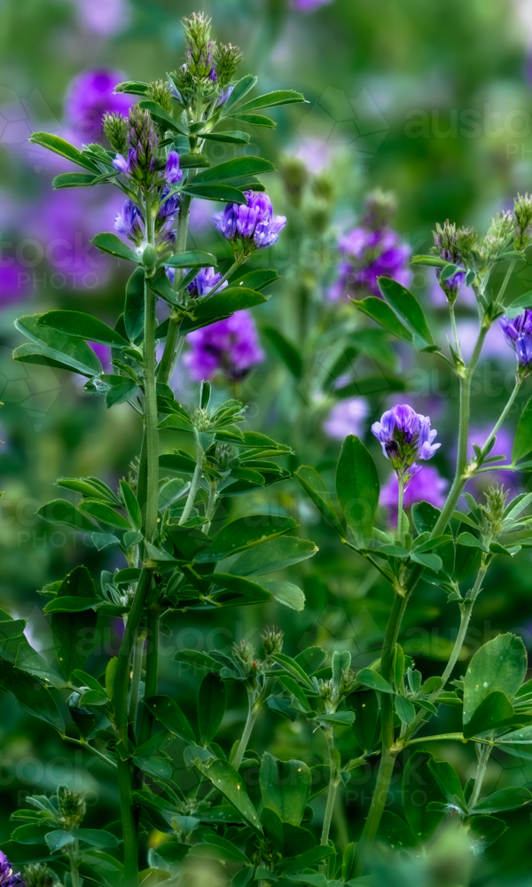 Purple flowering Lucerne Plant on a farm at Willalooka SA - Australian Stock Image