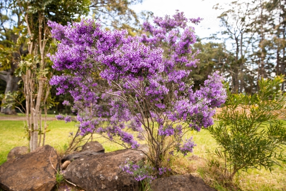 purple flowering shrub at Binna Burra - Australian Stock Image