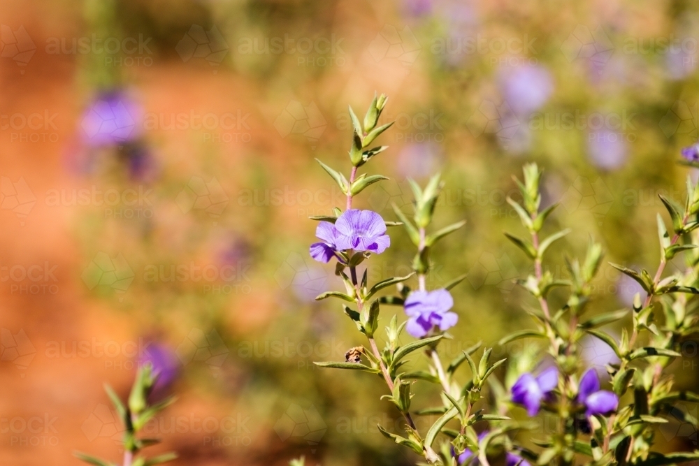 Purple flowers against red dirt - Australian Stock Image