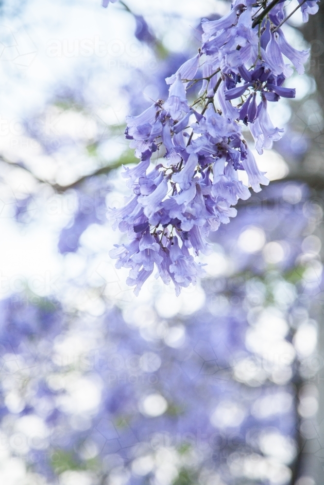 Purple flowers of a Jacaranda tree with copy space - Australian Stock Image