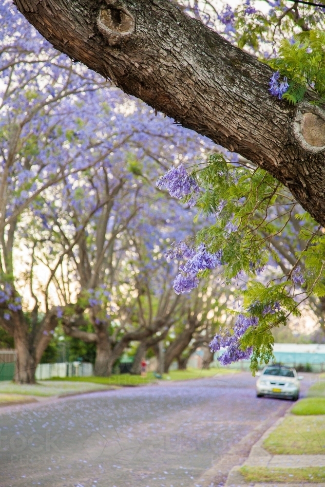 Purple flowers of a Jacaranda tree with copy space - Australian Stock Image