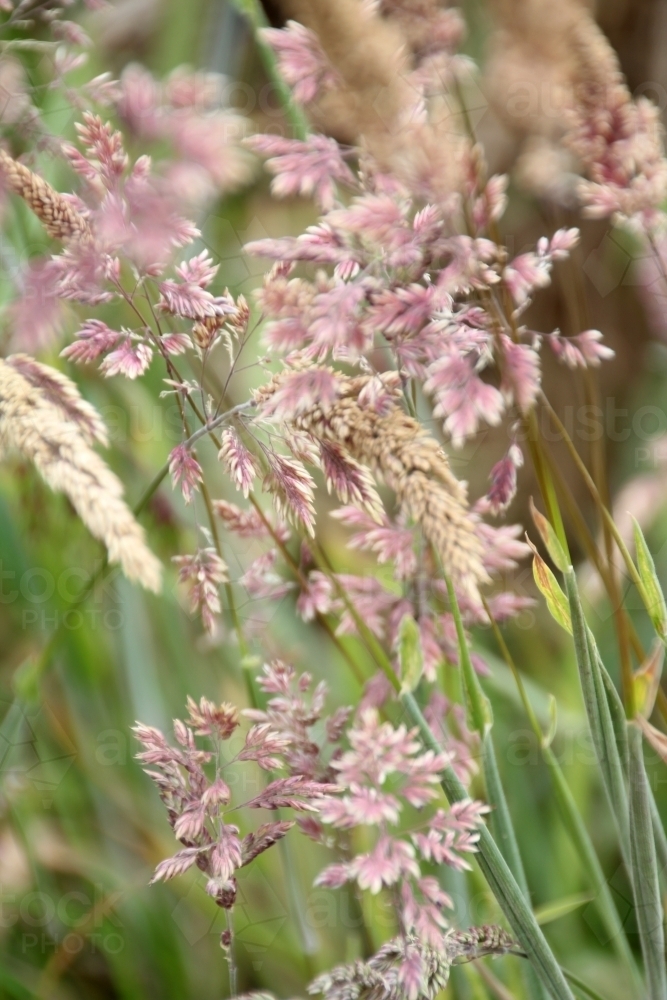 purple grass seed heads - Australian Stock Image