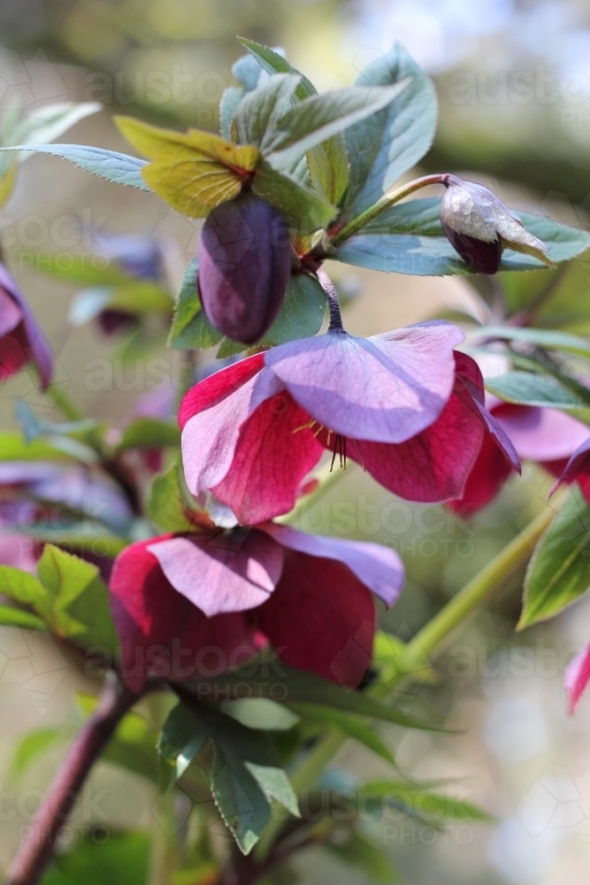 Purple hellebore plant in flower - Australian Stock Image