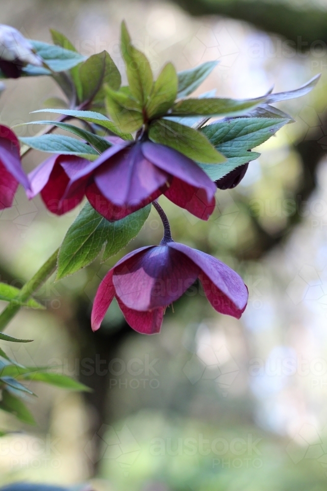 Purple hellebore plant in flower - Australian Stock Image