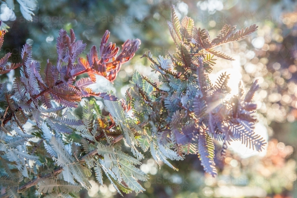 Purple Leaved Cootamundra Wattle with rays of sunlight shining through leaves - Australian Stock Image