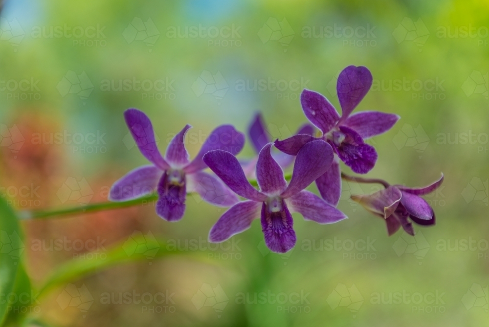 Purple Orchid - Australian Stock Image