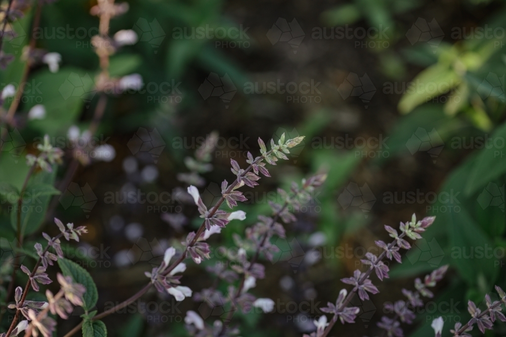 Purple salvia flower growing in cottage garden in spring - Australian Stock Image