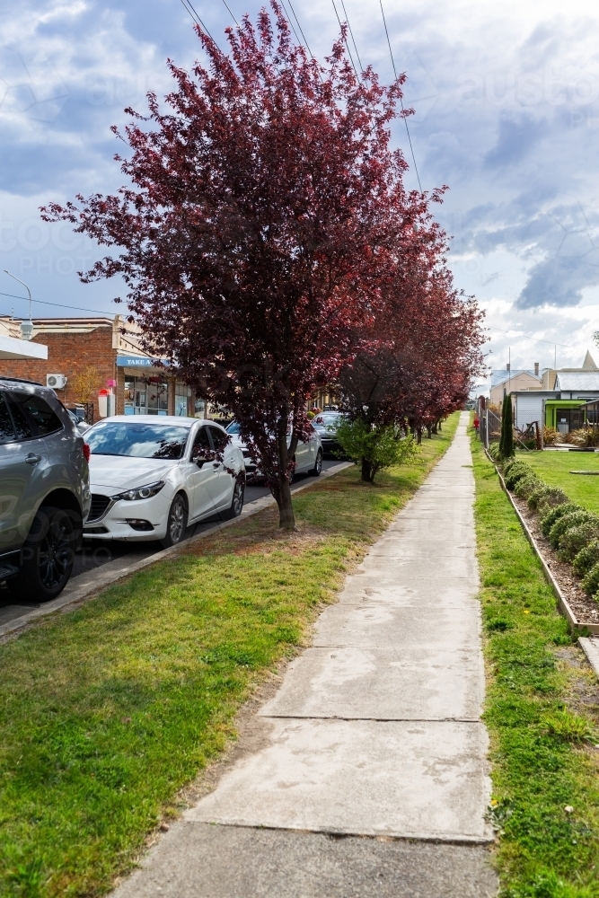 Purple springtime trees alongside road and footpath in Portland NSW - Australian Stock Image