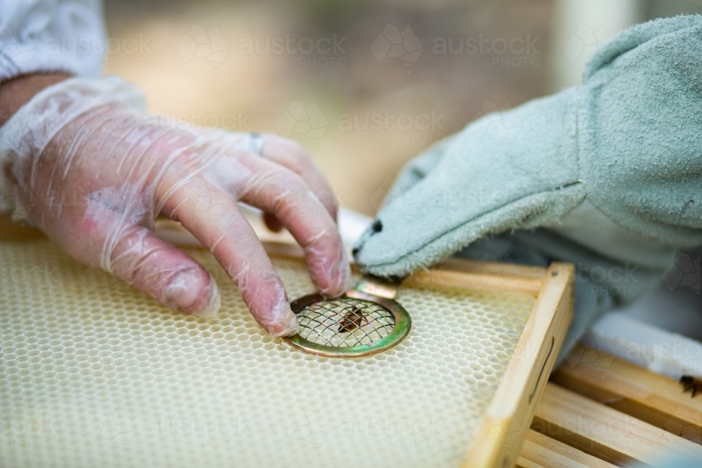 Queen bee held under a metal queen holder for marking - Australian Stock Image