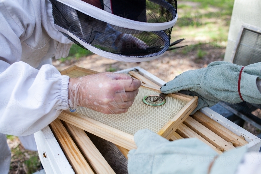 Queen bee marking - Australian Stock Image