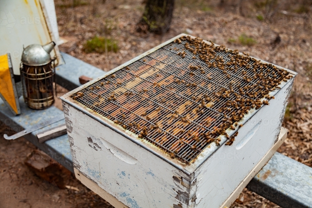 Queen excluder on brood box of beehive - Australian Stock Image