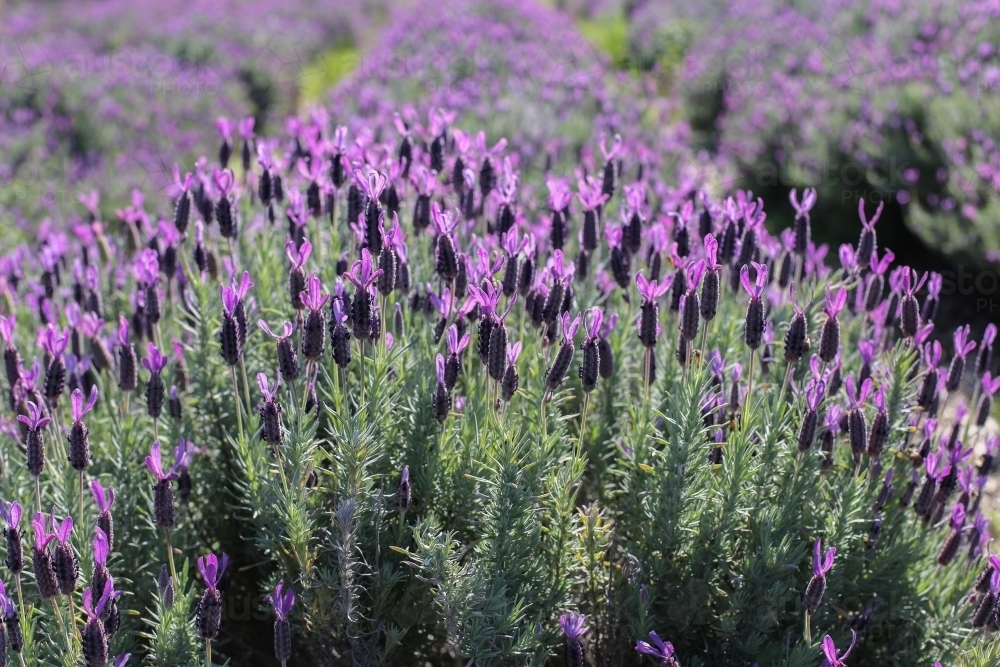 Queensland Lavender field - Australian Stock Image