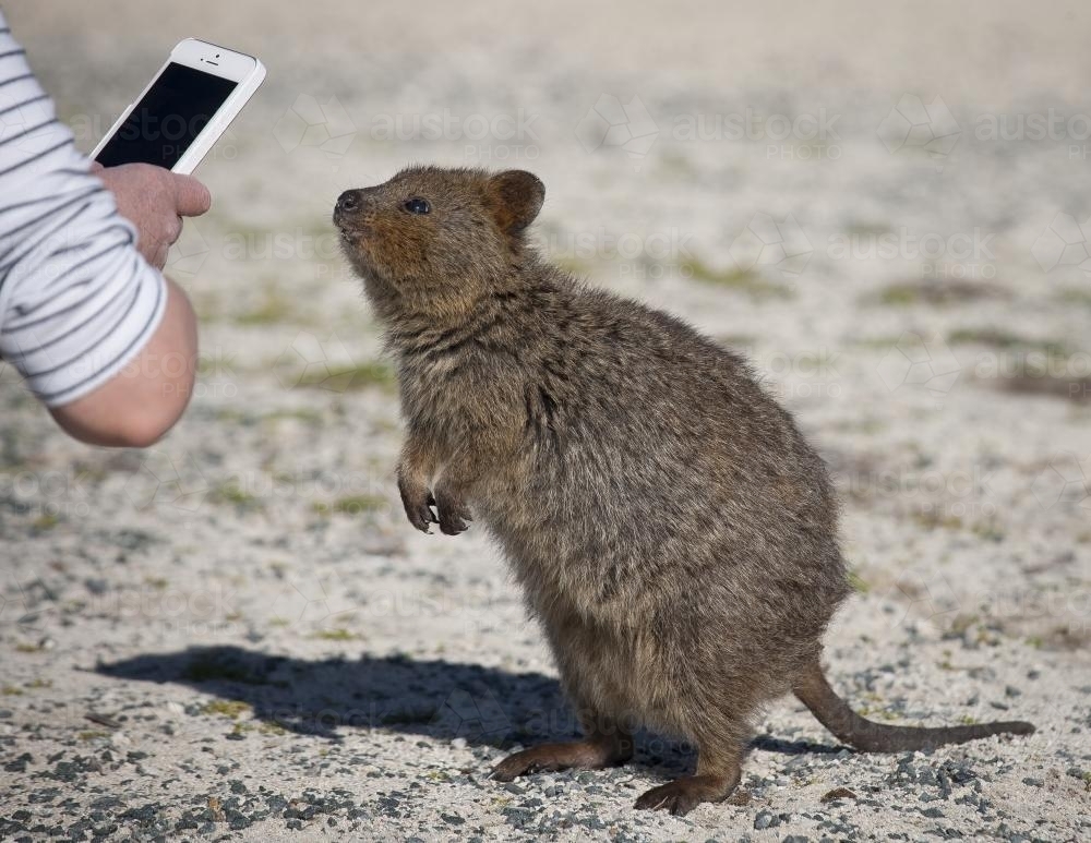 Quokka - Australian Stock Image