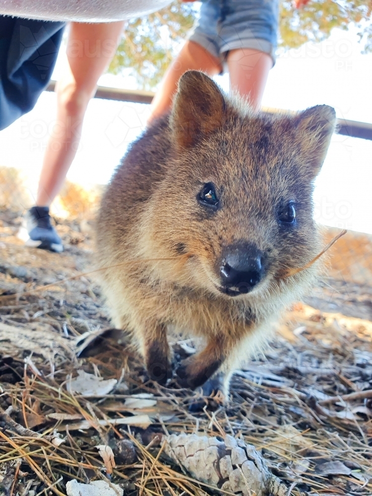 Quokka - Australian Stock Image