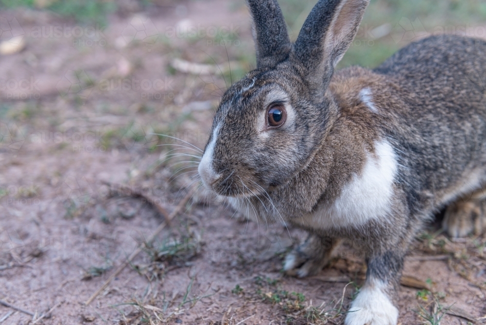 Rabbit - Australian Stock Image