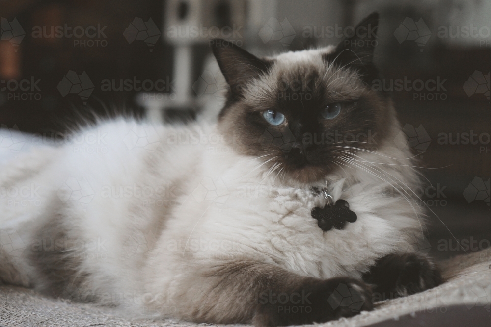 Ragdoll cat looking into camera - Australian Stock Image