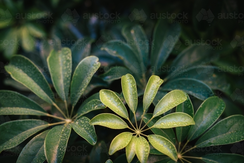 Rain droplets on an umbrella plant - Australian Stock Image