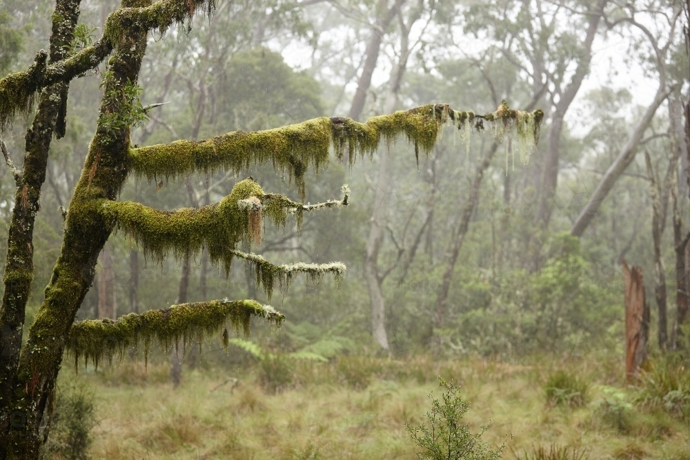 Rain forest on a misty day - Australian Stock Image