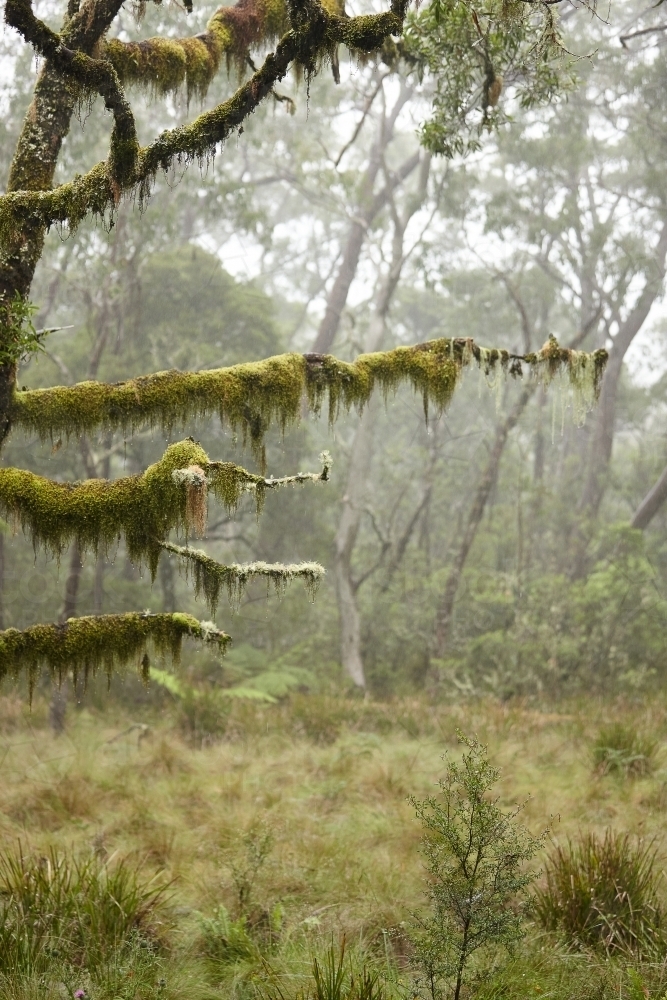 Rain forest on a misty day - Australian Stock Image