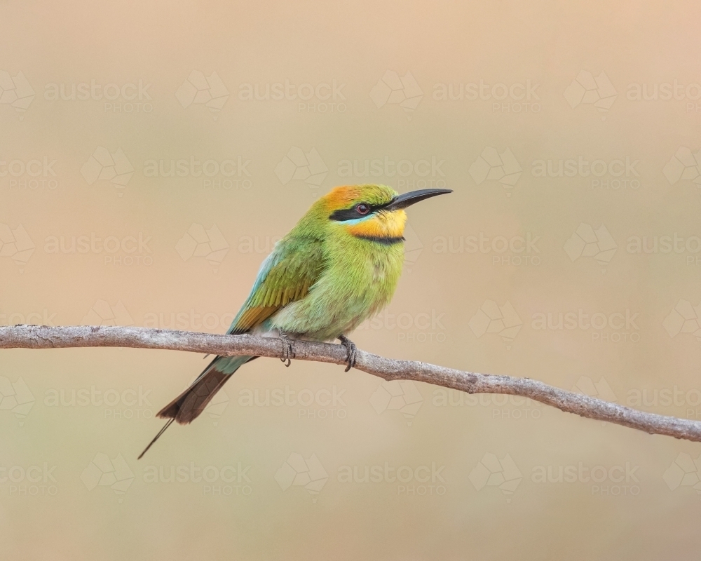 Rainbow Bee-eater (Merops ornatus) perched on a branch in early morning light - Australian Stock Image