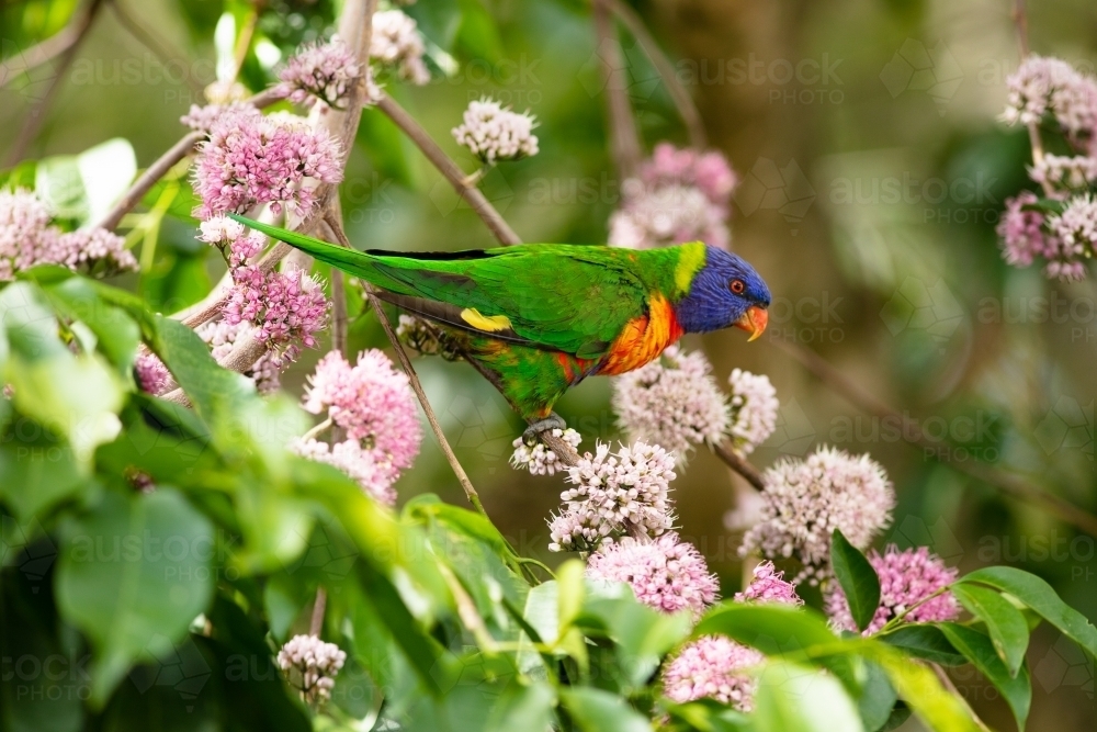 Rainbow Lorikeet Amongst Pink Euodia Flowers - Australian Stock Image