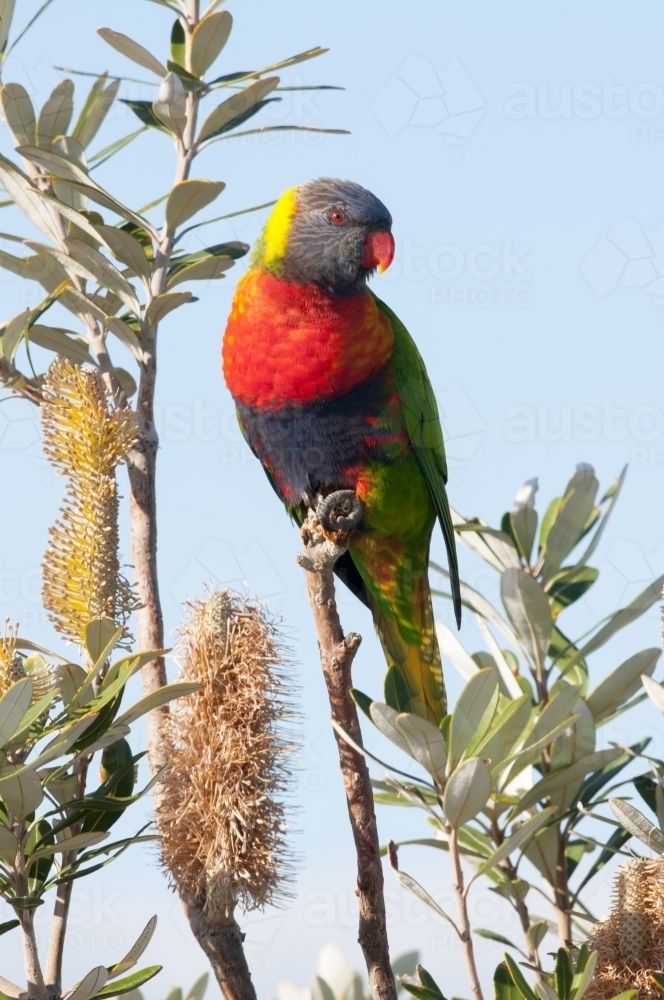 Rainbow Lorikeet - Australian Stock Image