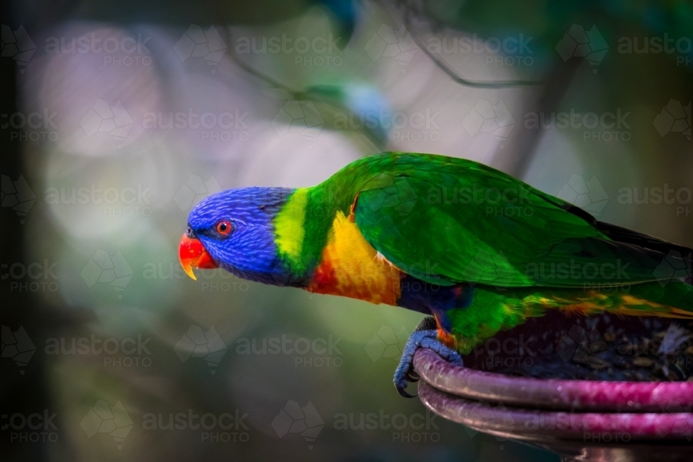 Rainbow Lorikeet - Australian Stock Image