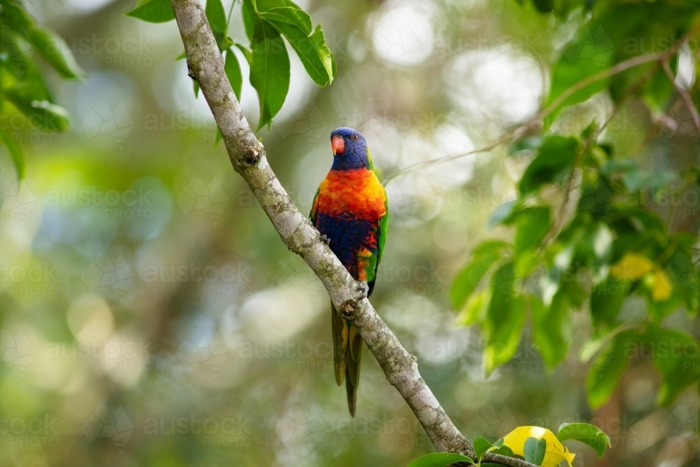 Rainbow Lorikeet - Australian Stock Image
