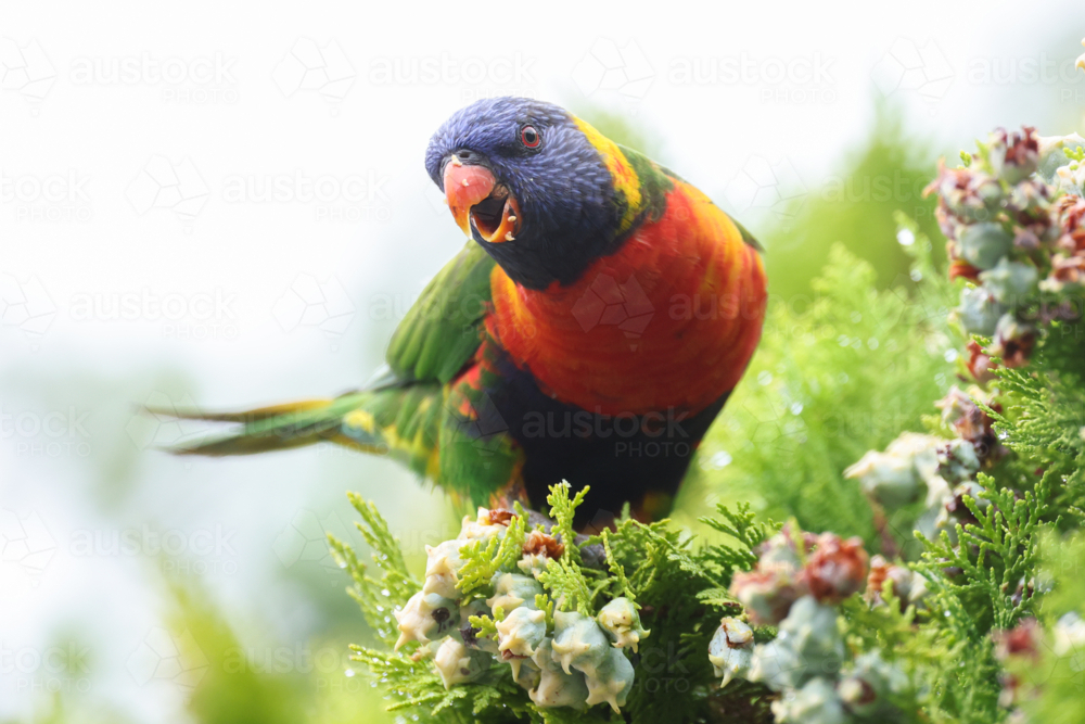 Rainbow Lorikeet - Australian Stock Image