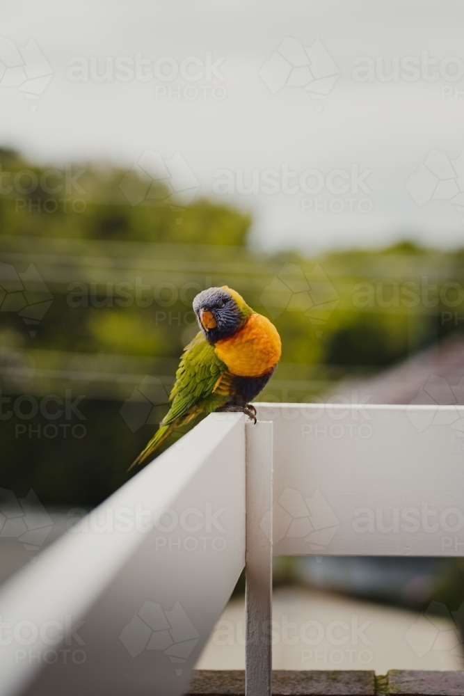 Rainbow Lorikeet bird sitting on a balcony railing. - Australian Stock Image