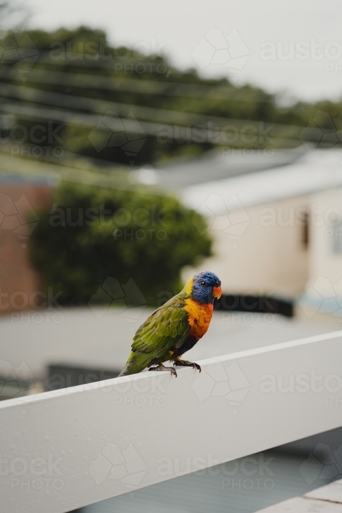 Rainbow Lorikeet bird sitting on a balcony railing. - Australian Stock Image