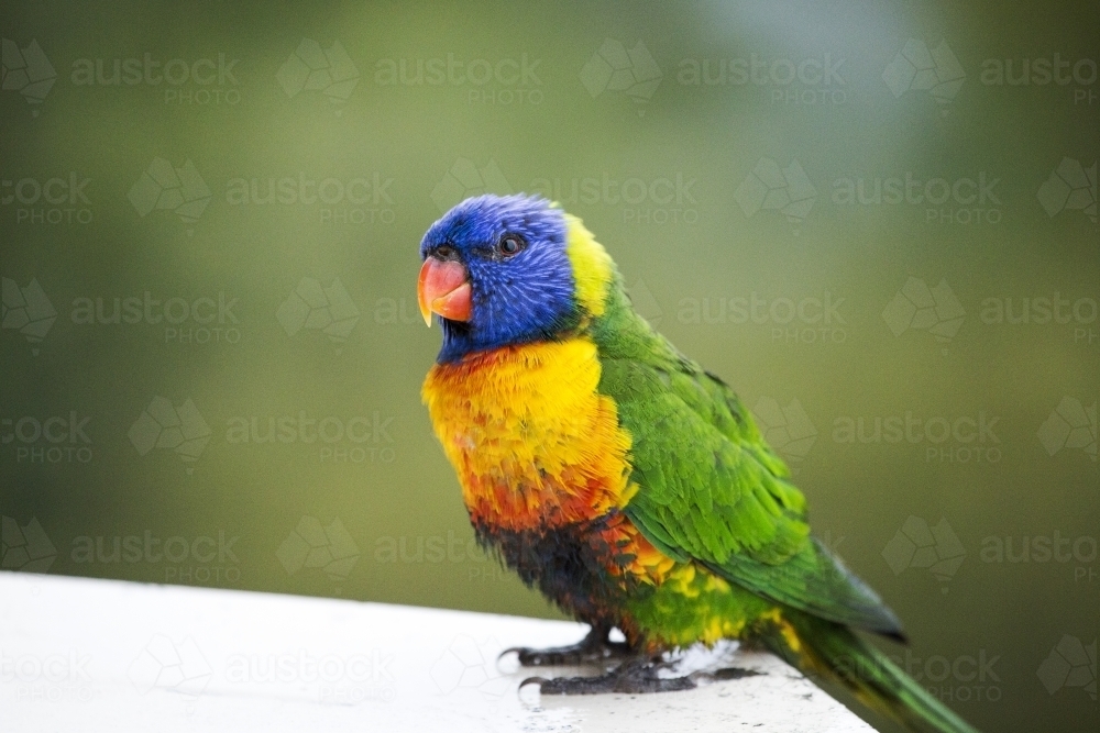 Rainbow lorikeet facing left - Australian Stock Image